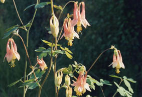 Aquilegia caerulea 'Koralle'